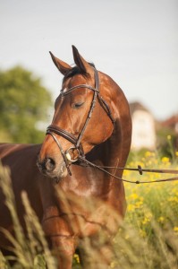 Chicagon Zufriedenheit                                   