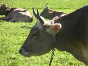 Mittagsruhe          